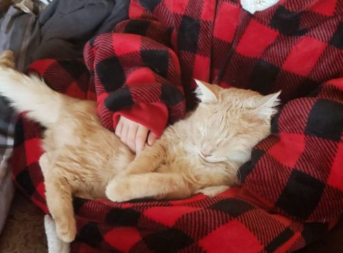 Customer photo review of The Long Flannel Blanket Hoodie