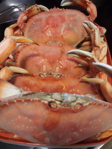Customer photo review of Dungeness Crab Live - Northern California