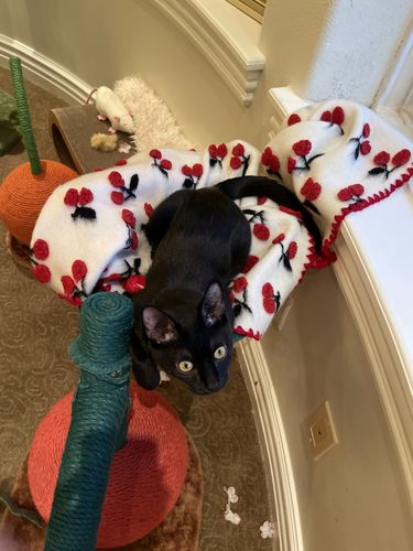 Customer photo review of Cherries Throw Blanket