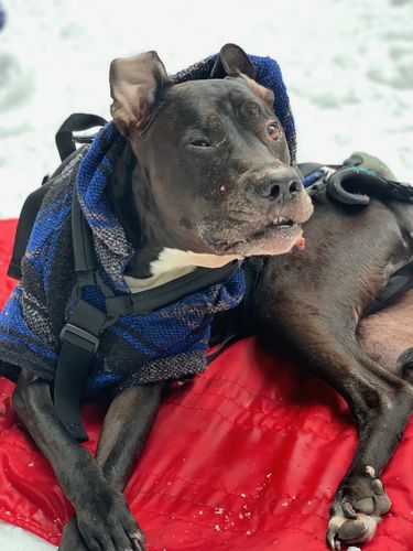 Customer photo review of Playa Poncho