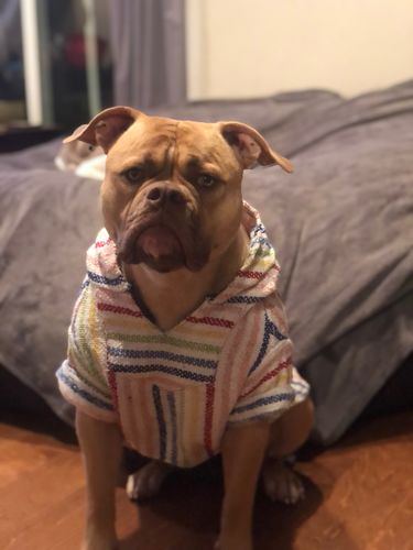 Customer photo review of Playa Poncho