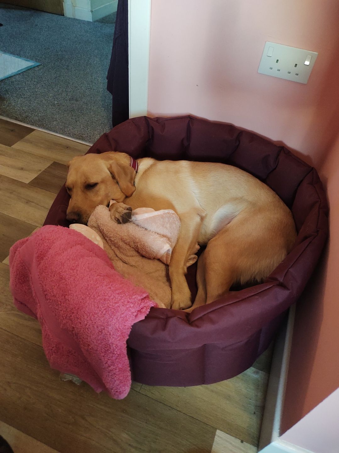 Customer photo review of Country Dog Heavy Duty Oval Waterproof Bed