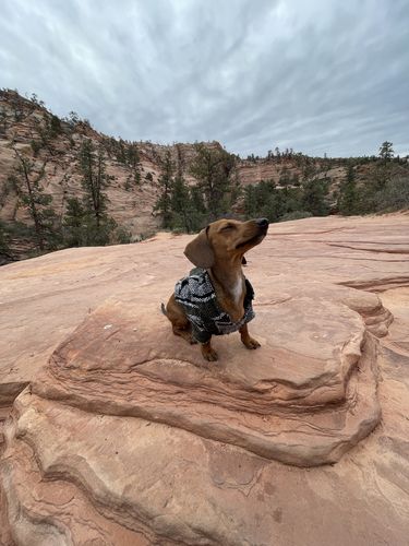 Customer photo review of Playa Poncho