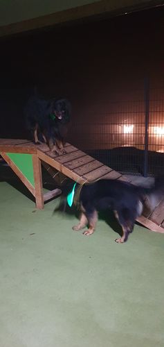 Customer photo review of LED Hunde Leuchthalsband  Grün 20- 70cm Hundehalsband