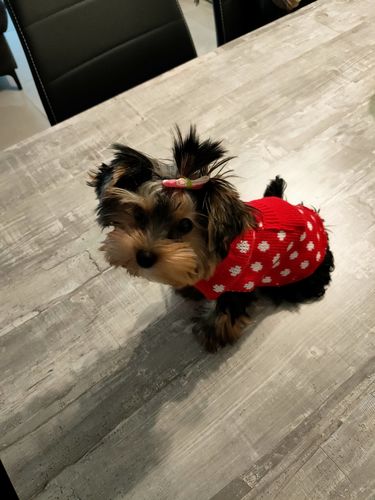 Customer photo review of Collier Anti Aboiement PuppySafe