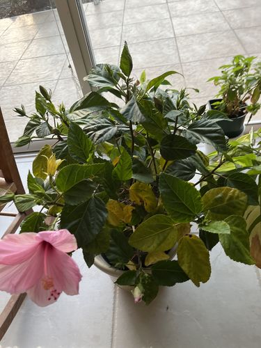 Customer photo review of Hibiscus 'Seminole Pink'