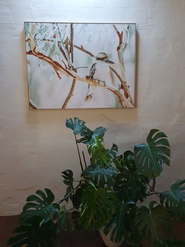 Customer photo review of Bush Kookaburra | Framed Canvas