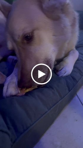 Customer video review of Cow Ears For Dogs