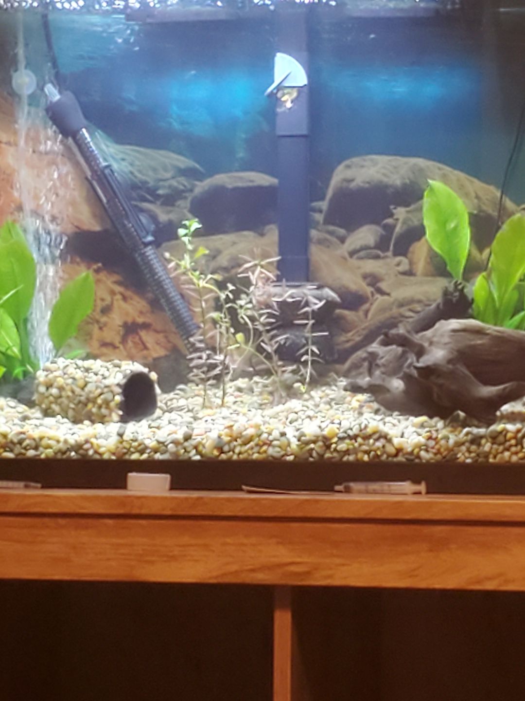 Customer photo review of Fritz Fishless Fuel (Liquid Ammonia Solution)