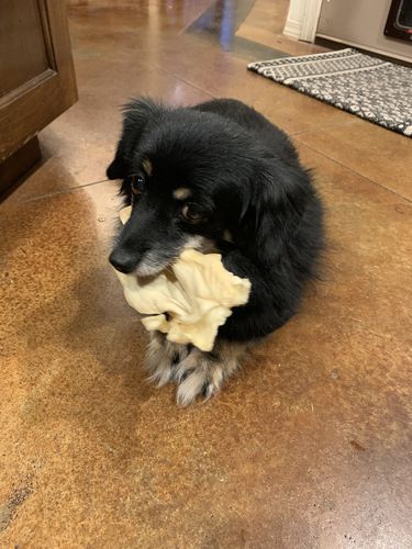 Customer photo review of Cow Ears For Dogs