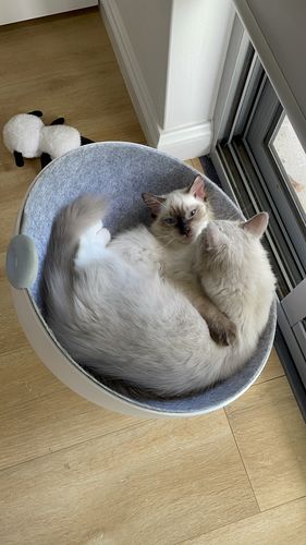 Customer photo review of Furrytail Boss Cat Bed, Elevated Cat Chair