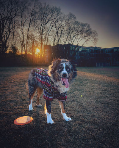 Customer photo review of Playa Poncho