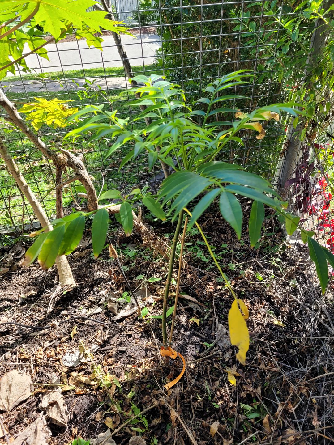 Customer photo review of Hog Plum / Ambarella