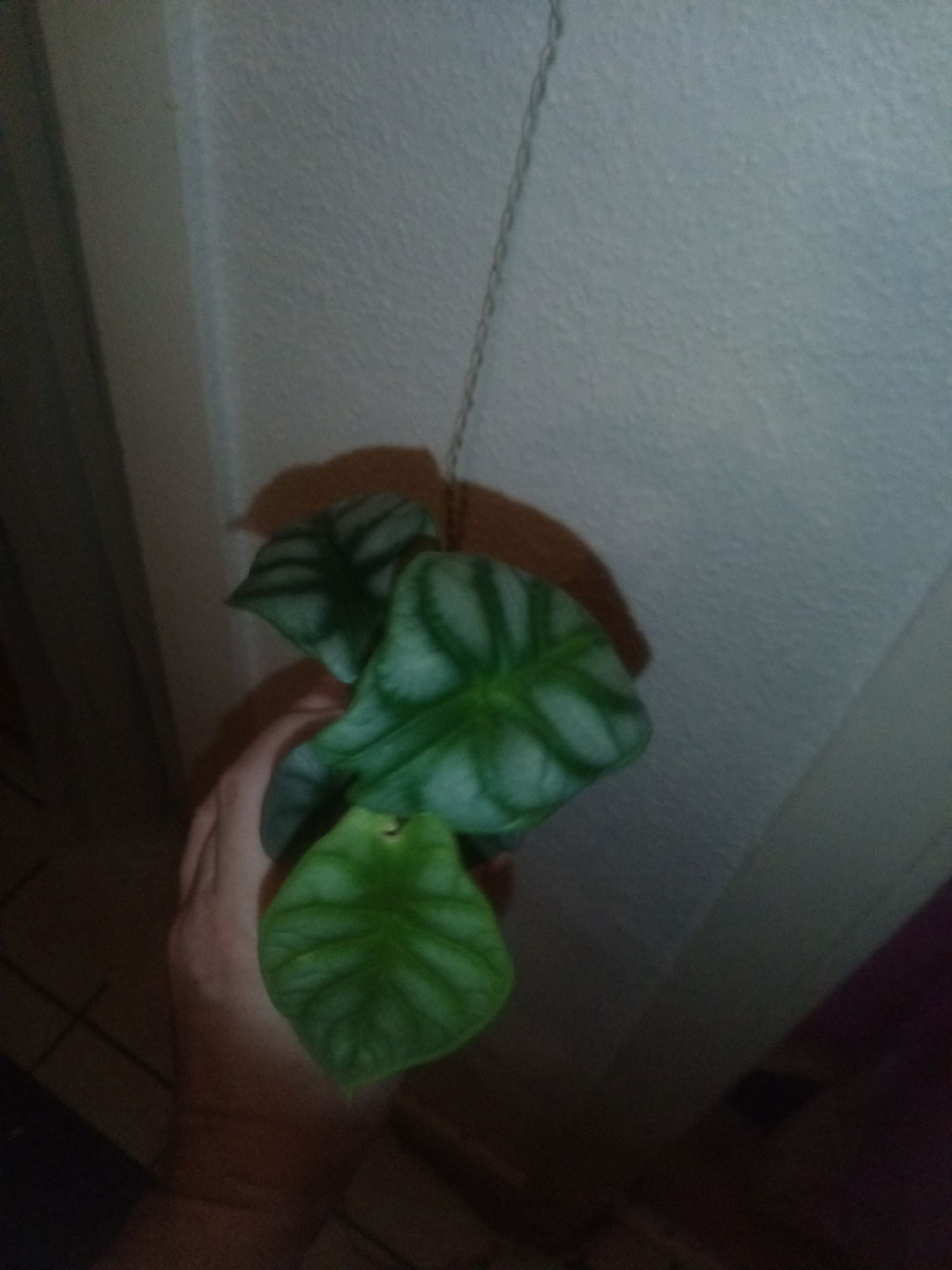Customer photo review of ALOCASIA SILVER DRAGON