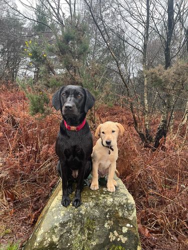 Customer photo review of Everest Dog Yak Chews