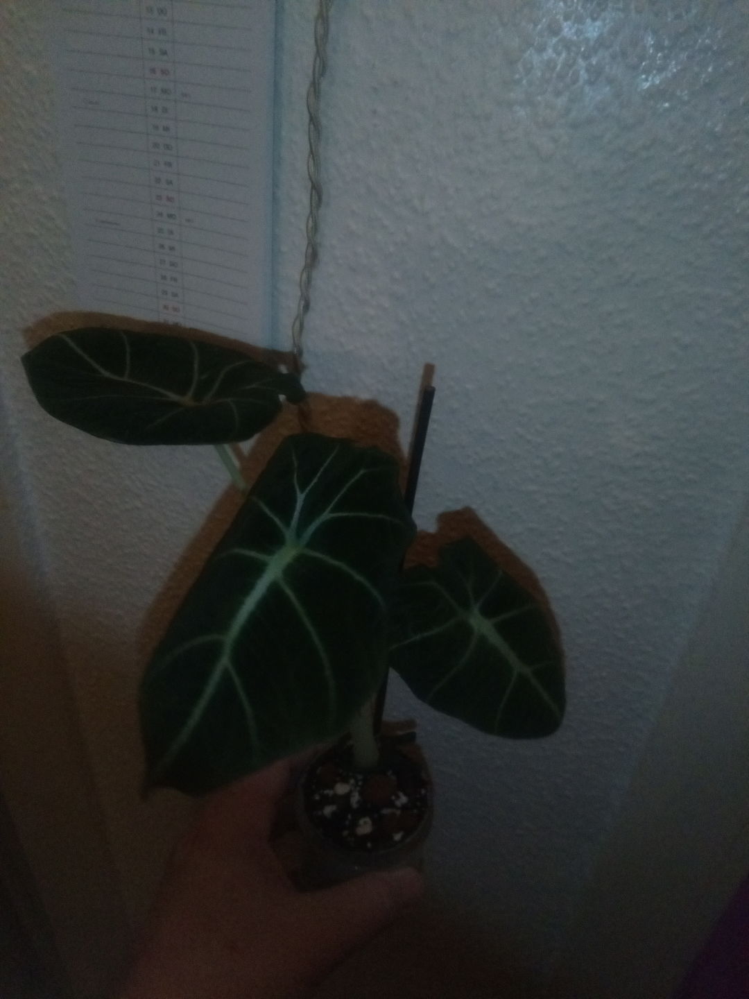 Customer photo review of ALOCASIA BLACK VELVET