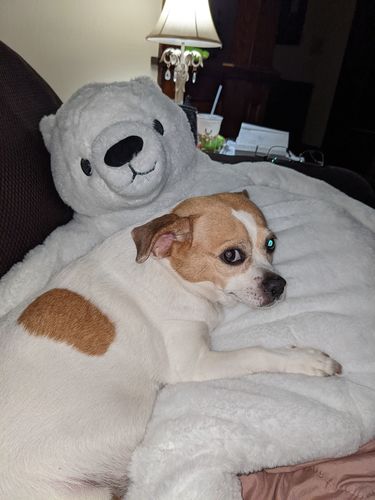 Customer photo review of SKOGGY BEAR