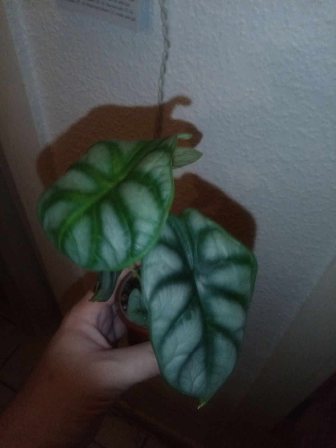 Customer photo review of ALOCASIA DRAGON SCALE