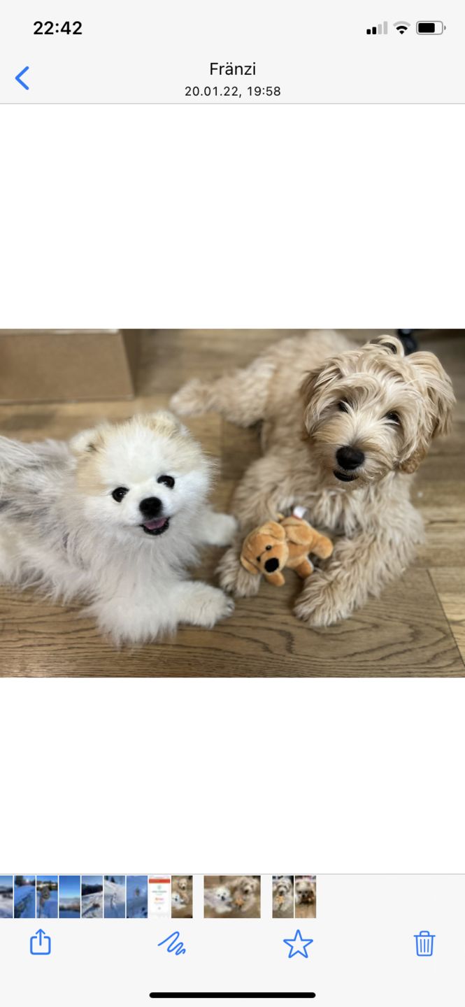 Customer photo review of Hundekekse - Apfel-Fenchel - 0.5 mg CBD - Total 120 mg CBD (vegan)