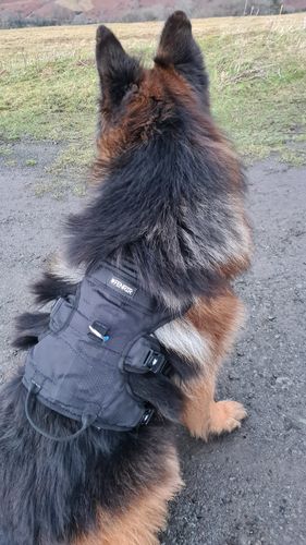 Customer photo review of Ragnar Harness