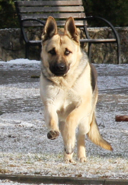 Customer photo review of Best Breeders Adult All breeds 25/13 ar zivi un rīsiem
