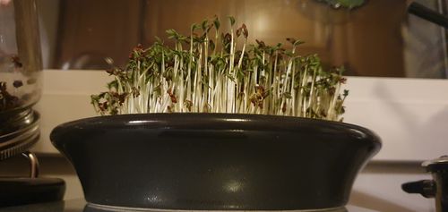 Customer photo review of ESCHENFELDER Kressesieb (16cm/21,5cm)