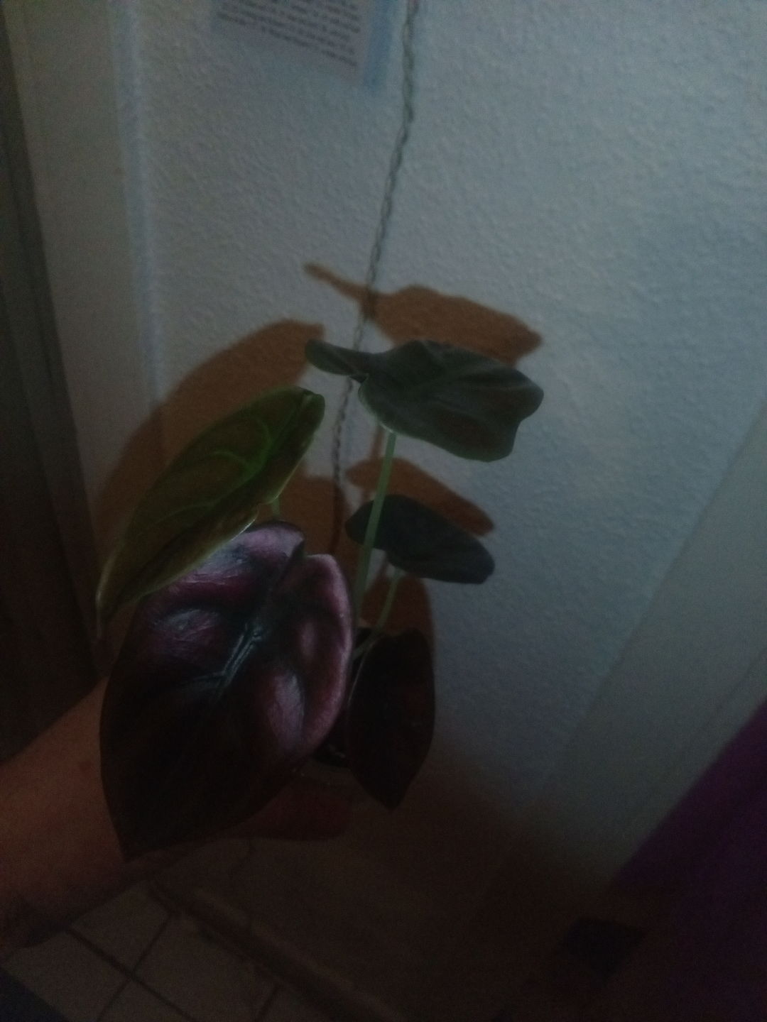 Customer photo review of ALOCASIA CUPREA RED SECRET