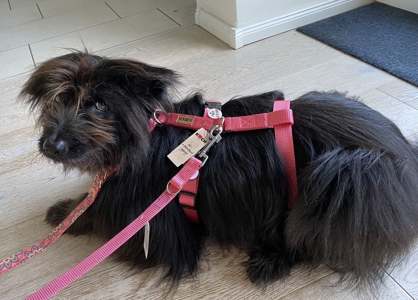 Customer photo review of COMFORT Sicherheitsgeschirr, Panikgeschirr