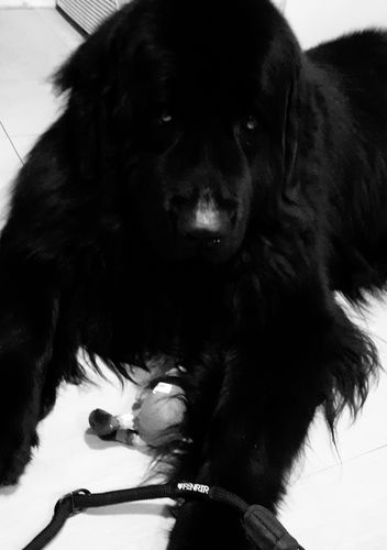 Customer photo review of Ragnar Slip Leash