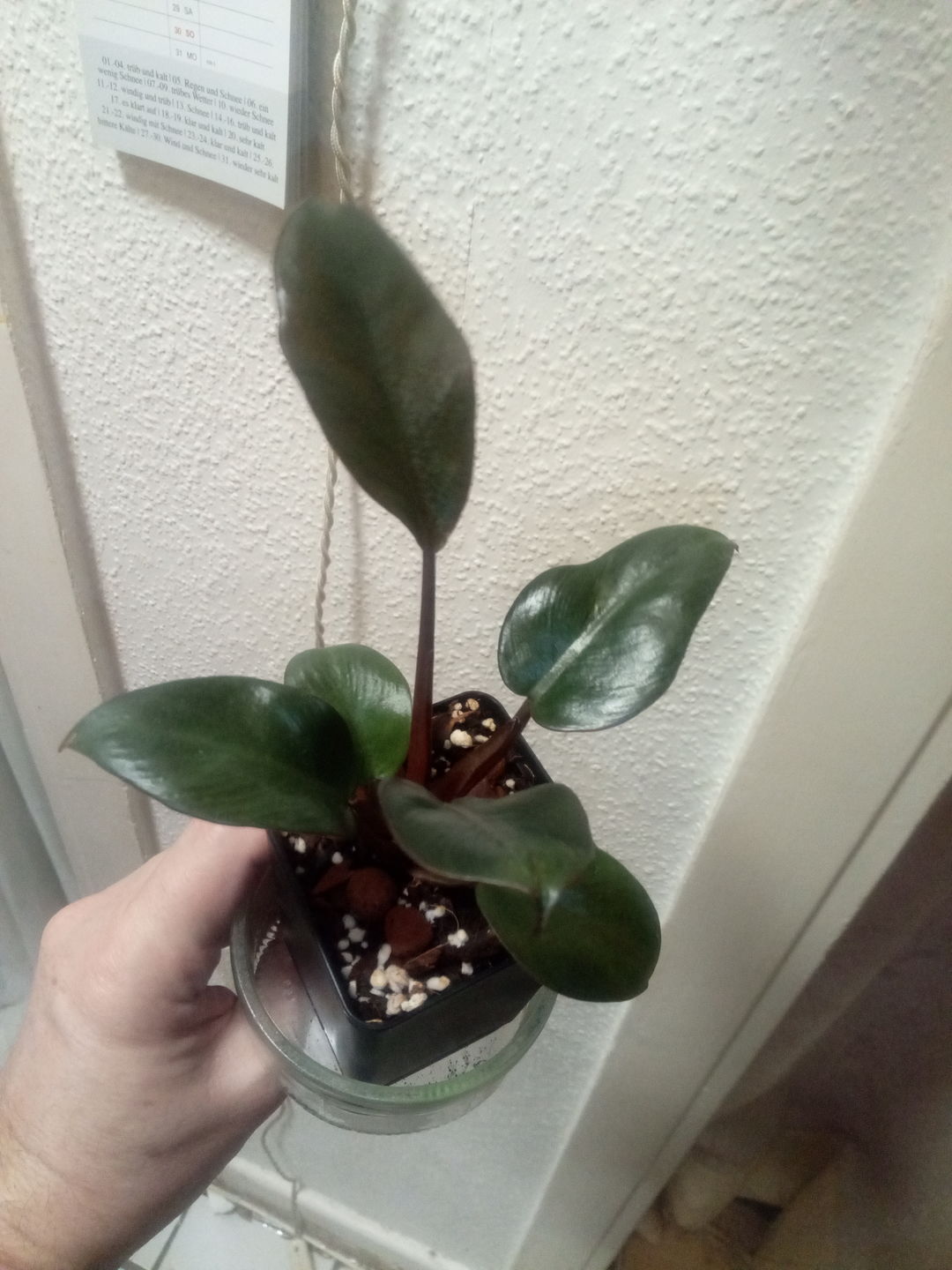 Customer photo review of PHILODENDRON BLACK CARDINAL