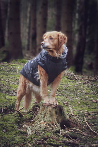 Customer photo review of Pfotenlove - 2 in 1 Wasserfester Hundegeschirr-Mantel