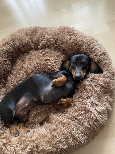 Customer photo review of Puppery Kuschelbett - Das Original