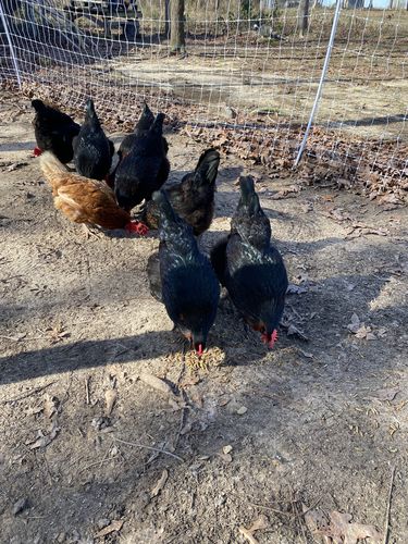 Customer photo review of GrubTerra Dried Larvae