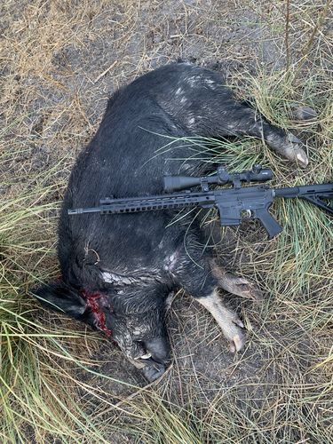 Customer photo review of Sniper HD 6-24x50 SAL Hunting Rifle Scope 30mm Tube Side Parallax Adjustment with Red Green Illuminated Reticle