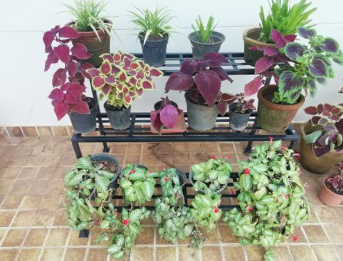 Customer photo review of 3 Step Stand for Multiple Plants and Pots Stand, Indoor Shelf Holder Rack, Gardening Stand,Indoor Outdoor (Black)