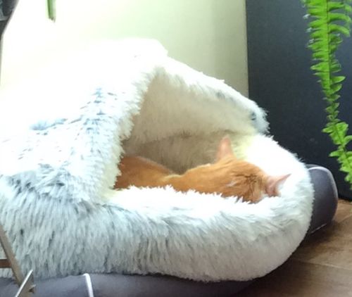 Customer photo review of Coussin Pour Chat Confort & Apaisant