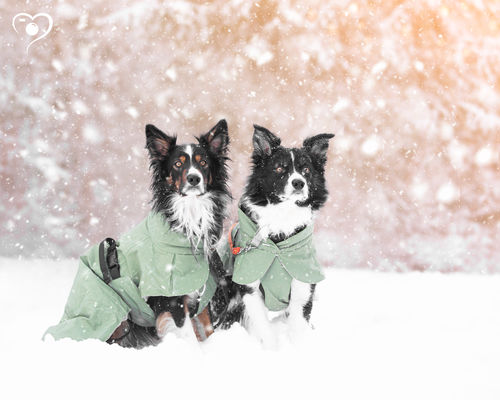Customer photo review of Visibility Raincoat Lite Green for Dogs