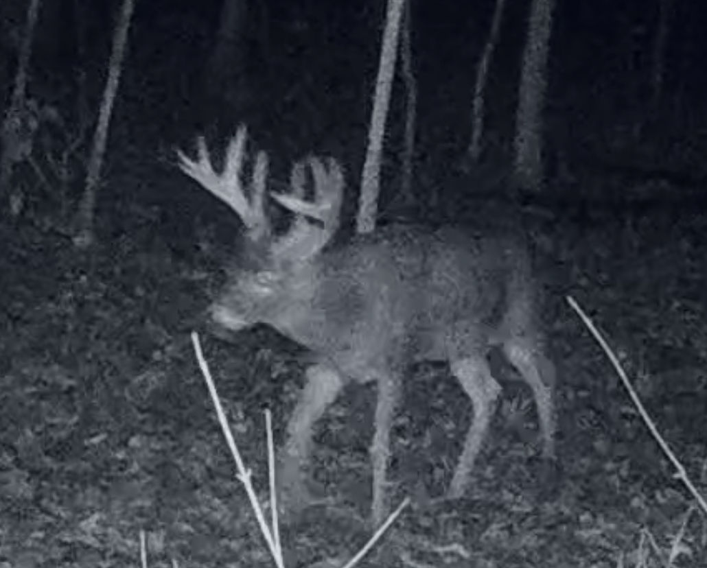 Customer photo review of Undercover™ Trail Camera
