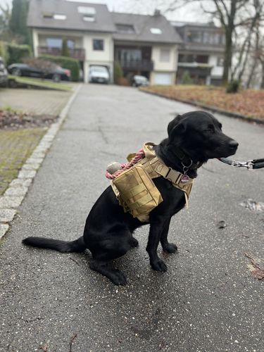 Customer photo review of Pfotenlove - Anti-Zug Geschirr "Tactical"