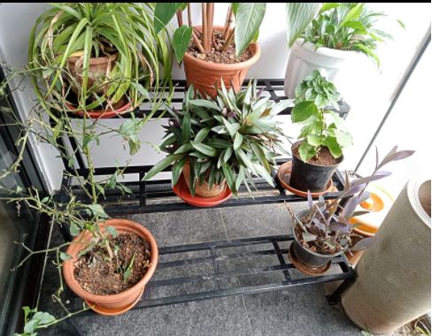 Customer photo review of 3 Step Stand for Multiple Plants and Pots Stand, Indoor Shelf Holder Rack, Gardening Stand,Indoor Outdoor (Black)