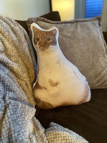 Customer photo review of Create A Custom Cat Pillow