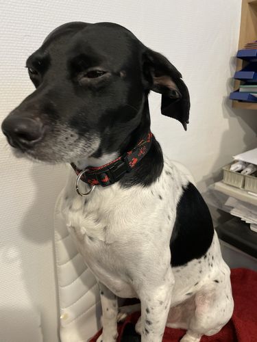 Customer photo review of Collier Anti Aboiement PuppySafe