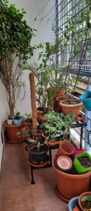 Customer photo review of 3 Step Stand for Multiple Plants and Pots Stand, Indoor Shelf Holder Rack, Gardening Stand,Indoor Outdoor (Black)