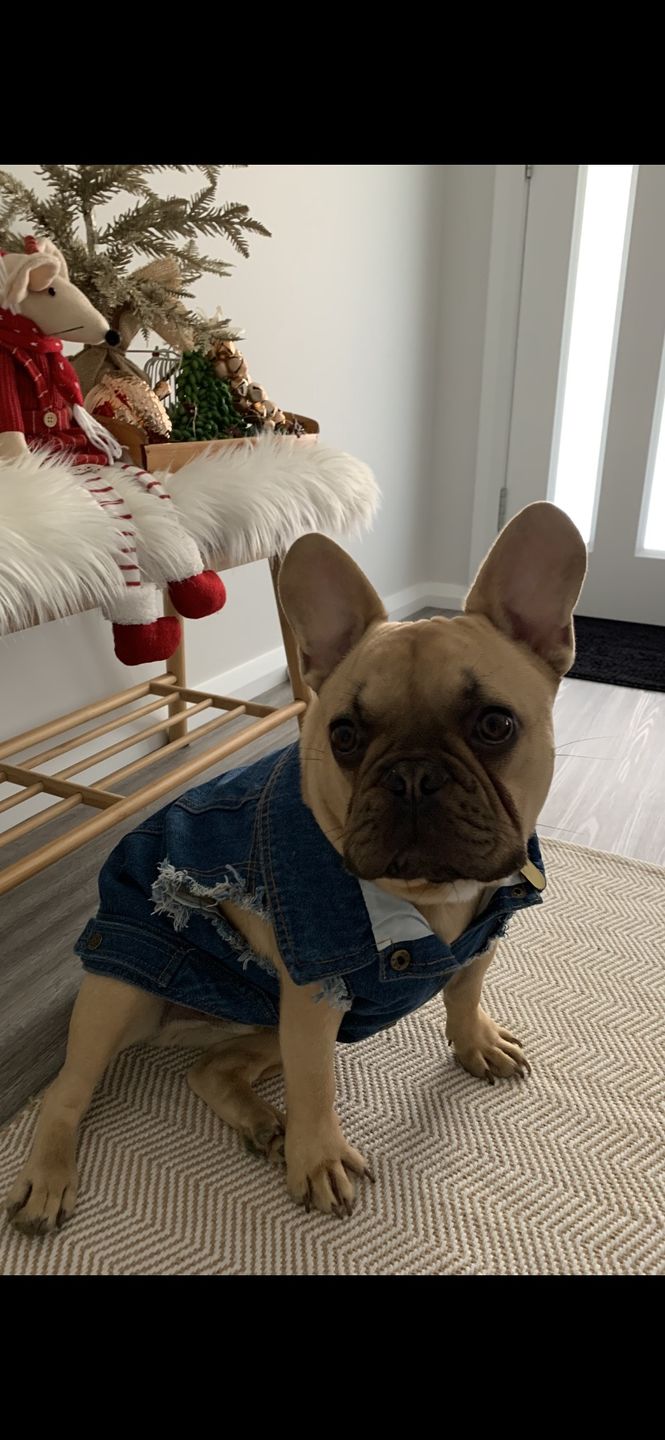 Customer photo review of Denim Dog Vest Raw Blue - Unpatched