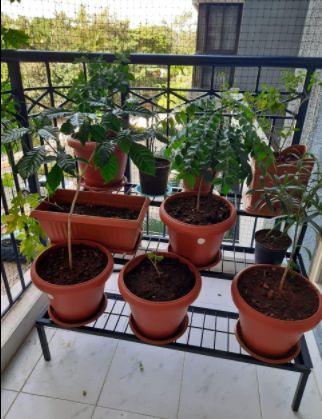 Customer photo review of 3 Step Stand for Multiple Plants and Pots Stand, Indoor Shelf Holder Rack, Gardening Stand,Indoor Outdoor (Black)