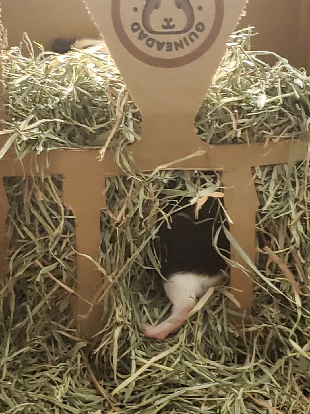 Customer photo review of GuineaDad Nourish Series - Orchard Hay for Guinea Pigs (3 Pack)