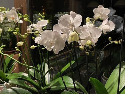 Customer photo review of 3er Set - Two of Us mit weißen Blüten und 5+ Stielen