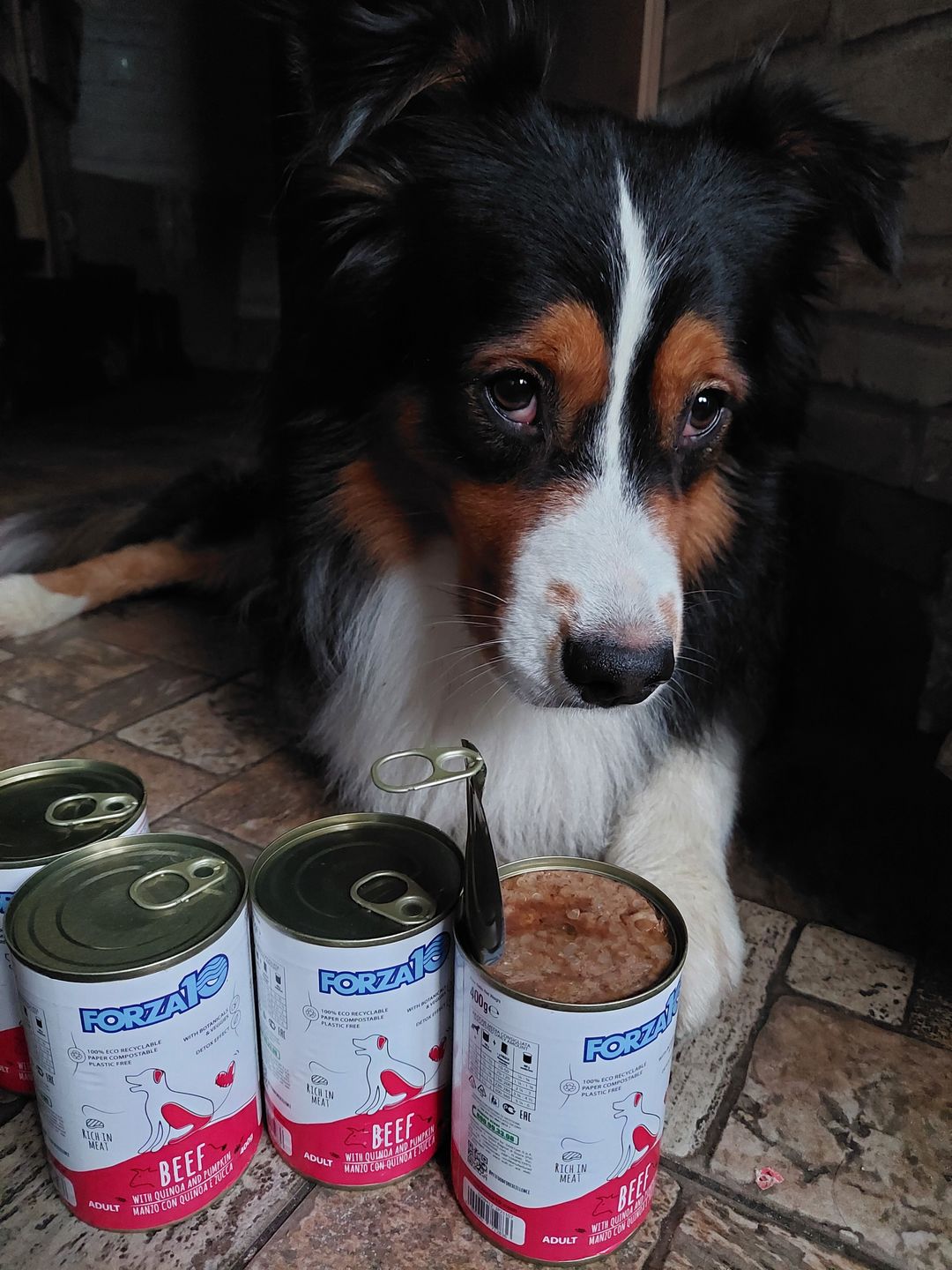 Customer photo review of Konservi suņiem ar LIELLOPU gaļu, kvinoju un ķirbi