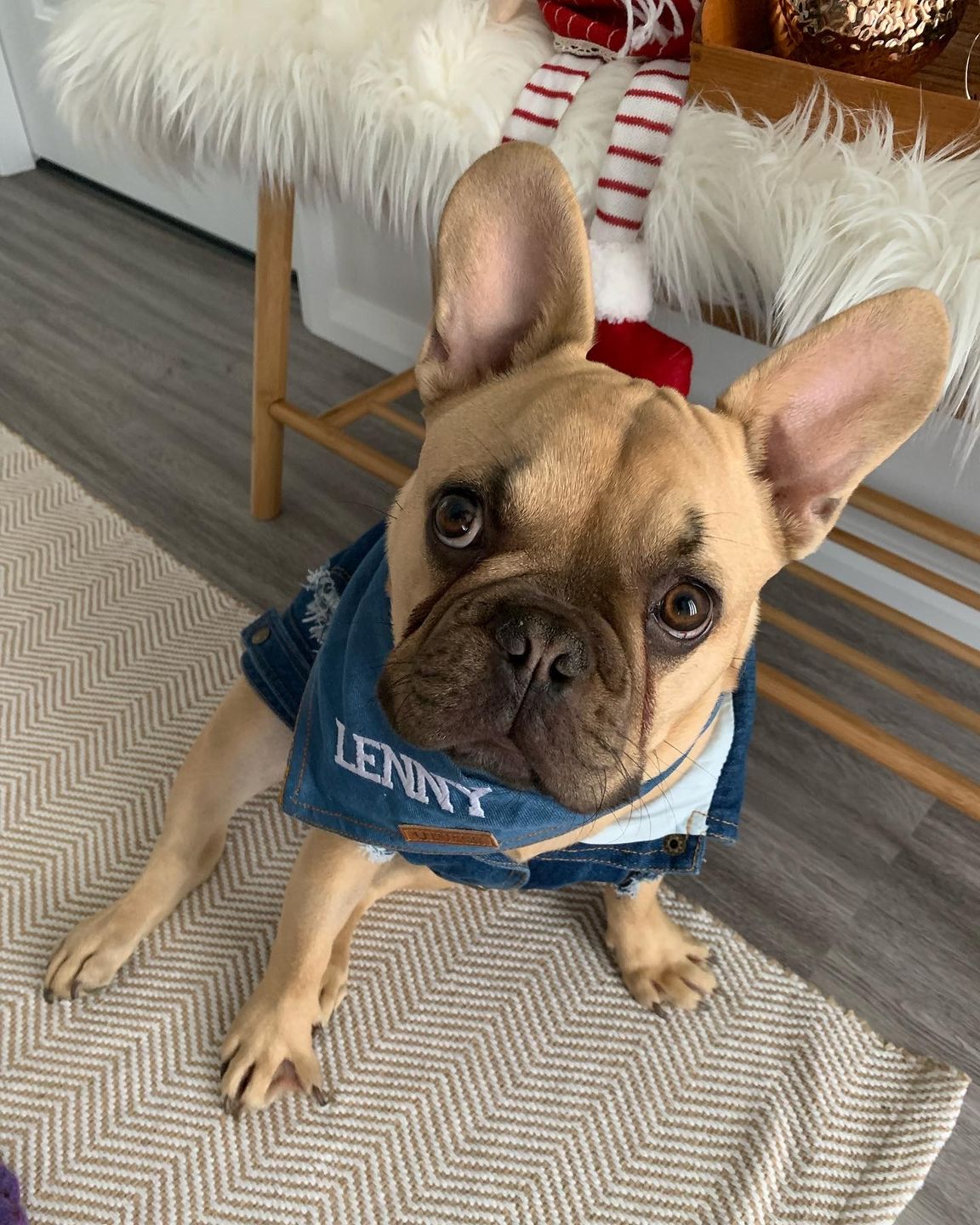 Customer photo review of Custom Text Denim Dog Bandana