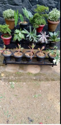 Customer photo review of 3 Step Stand for Multiple Plants and Pots Stand, Indoor Shelf Holder Rack, Gardening Stand,Indoor Outdoor (Black)